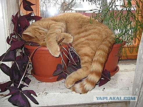 Котовторник 17.11.2015
