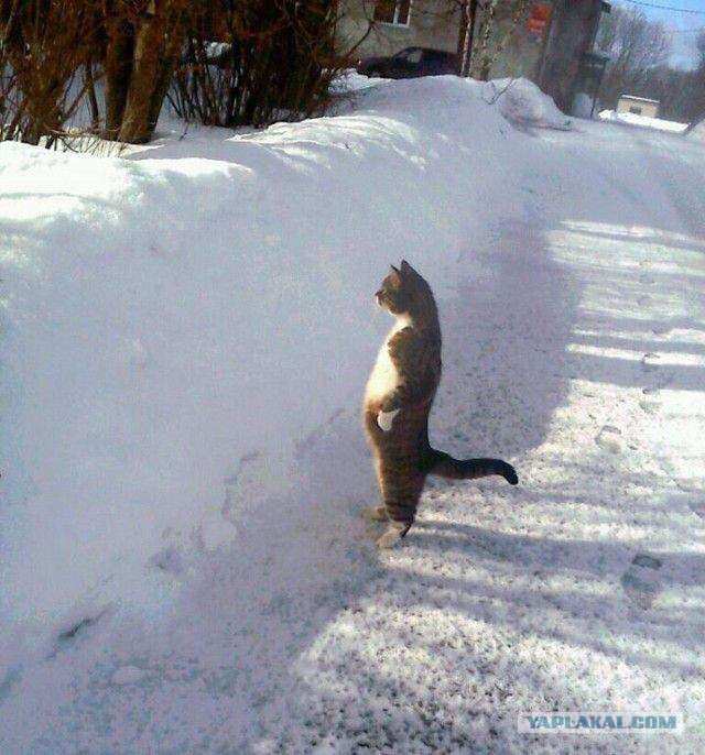 Лёха, вставай!