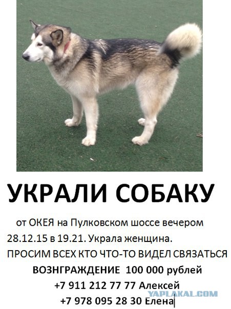 Небольшие собаки для охраны. Верните собаку. Украли собаку что делать. Украли собаку что делать. Украли собаку что делать.