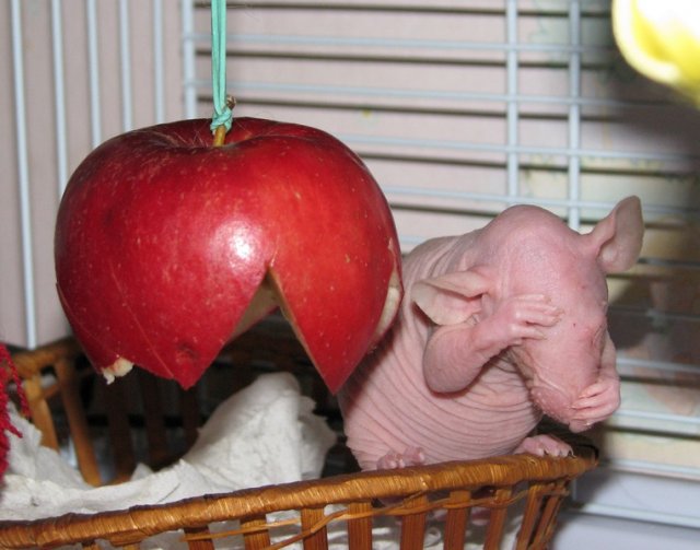 Зловещее существо вылезло из унитаза