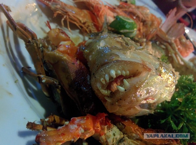 Самостоятельное путешествие в Шри-Ланку