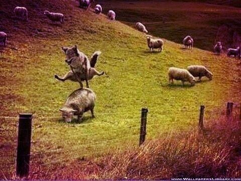Убойные фотографии