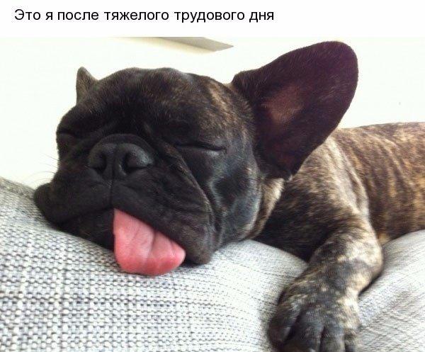 Мохнатые беспредельщики