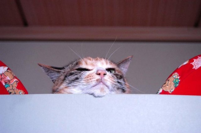 Народный котомет на фторинег