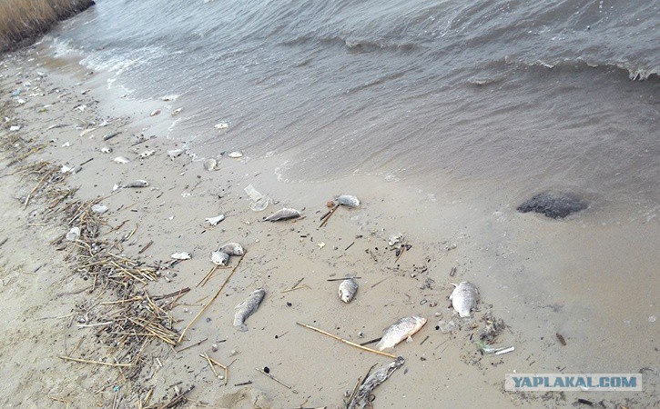 Азовское море грязное