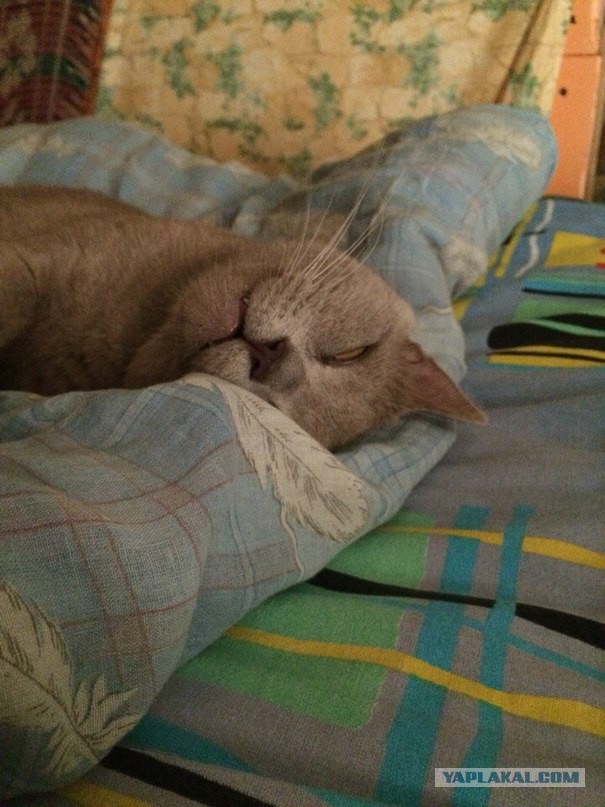 Котовторник 05.07.16