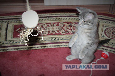 Котовторник 26.07 2016