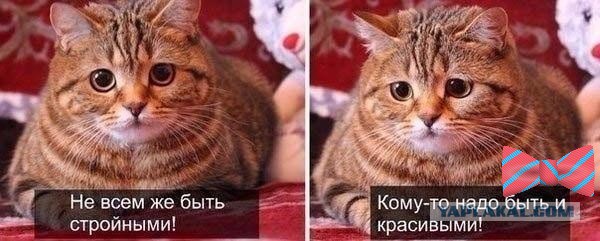 Картинки с  интернетов