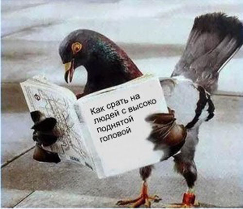 Кормление пираний
