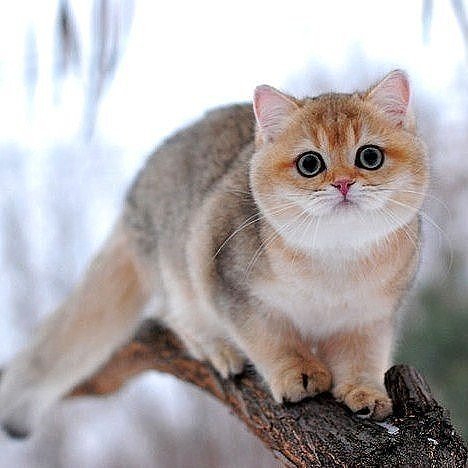 Коты из сети