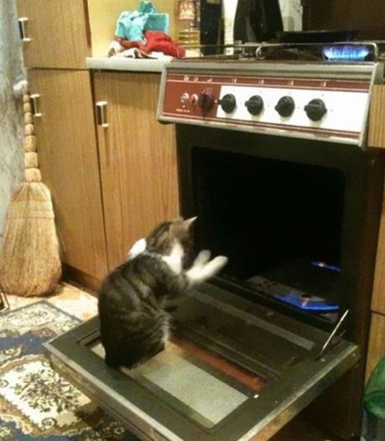 Коты и Кошки