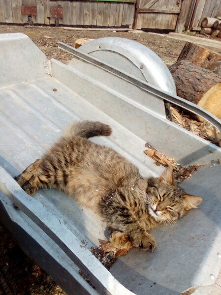 Коты и Кошки