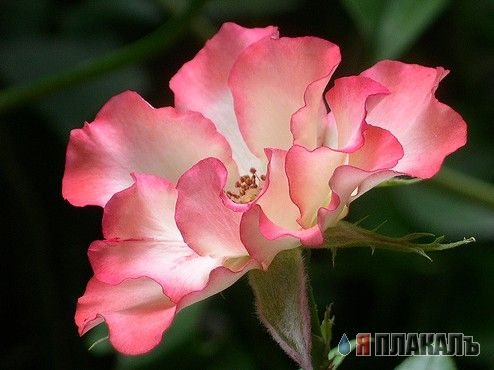 Скоро весна! ЦВЕТЫ