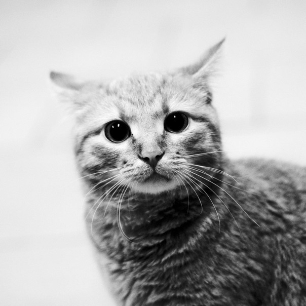 Коты и Кошки