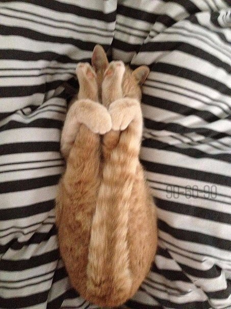 Коты и Кошки