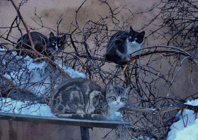 Коты и Кошки