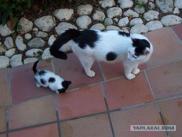 Коты и Кошки