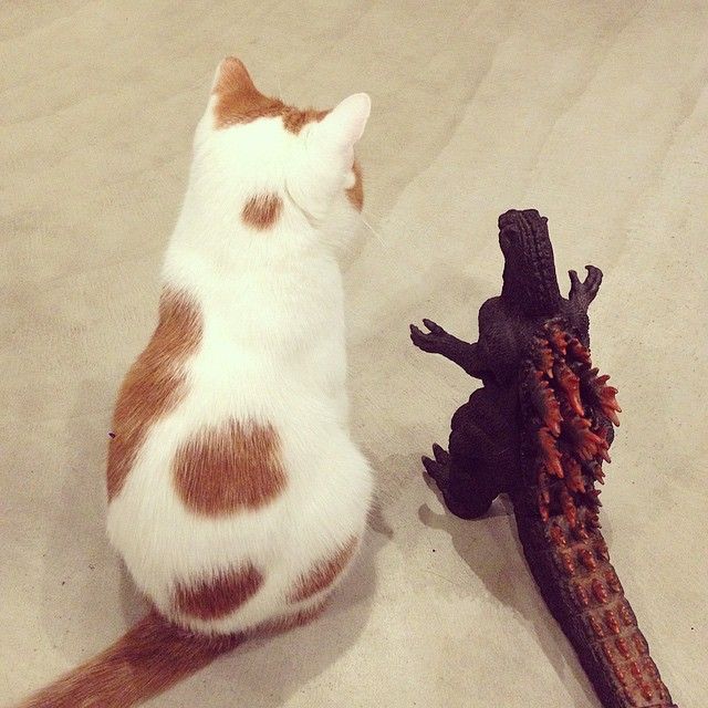 Коты и Кошки