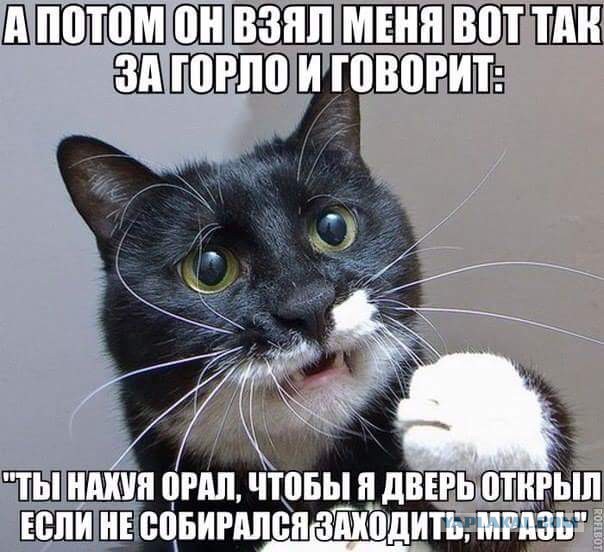 Котовторник 12.12.2017