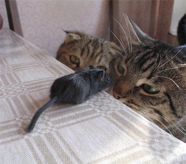 Прикольные коты на среду! ОЧЕНЬ МНОГО!