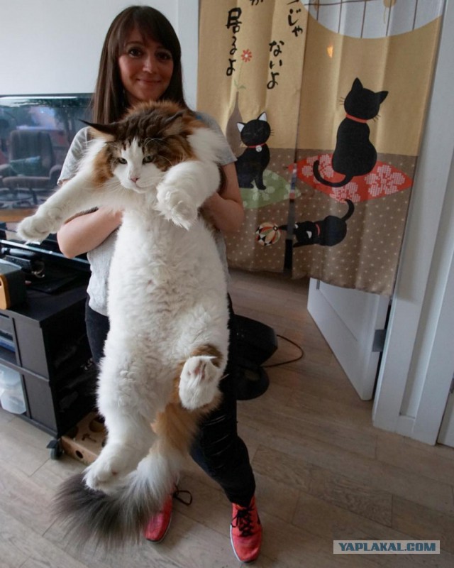 Лиса обидела котика