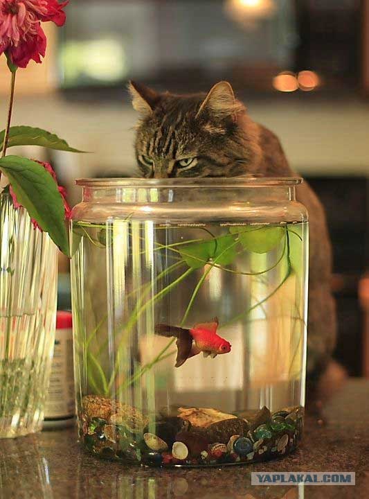 Котовторник  на  ЯПлакалъ