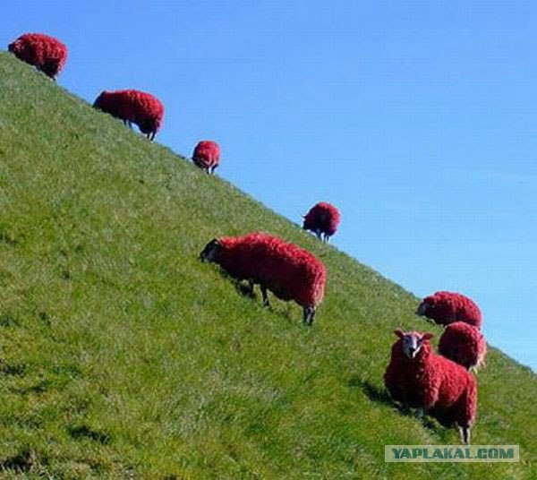 Красные овцы (6 фото)