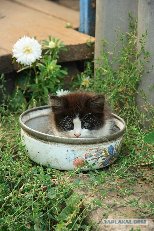 Котовторник?! Коты во вторник!