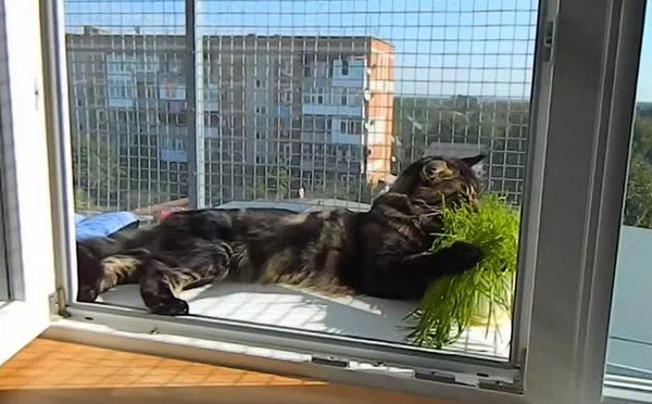 Кошки или собаки?