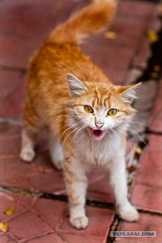 Распорядок кота на неделю