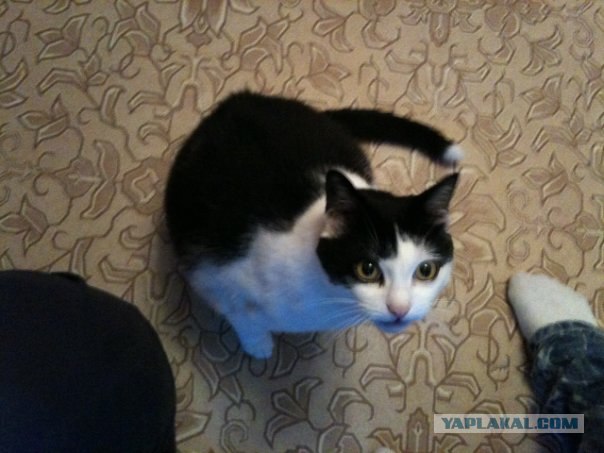 Кошкины истории со счастливым концом