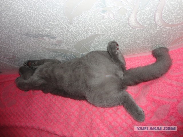 Котовторник: Кошки и ягнёнок