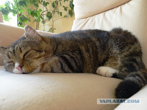 Котовторник 06.09.11