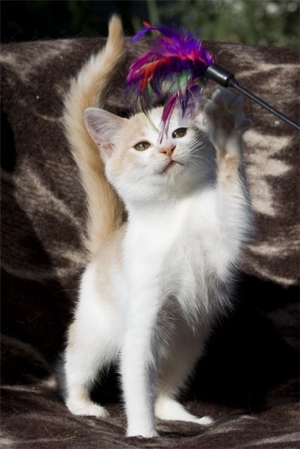 Профессиональный котовторник