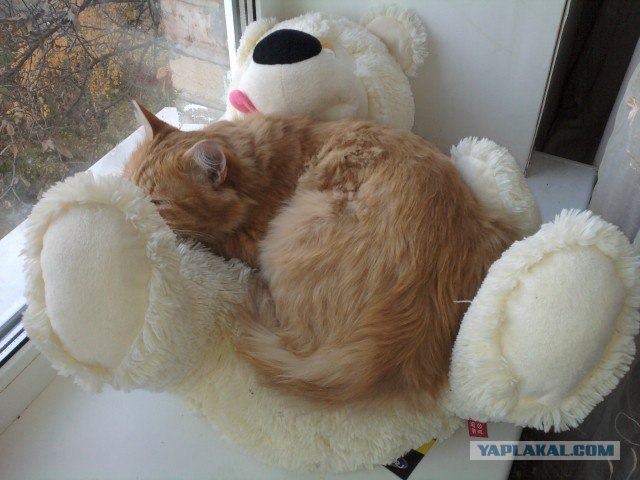 Котовторник! 08.11.11