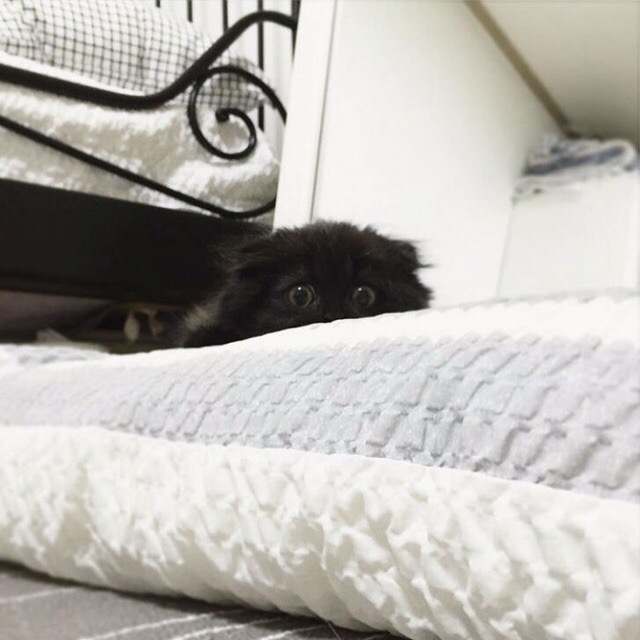 Прикольных котов пост
