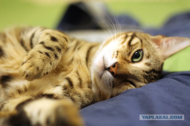 Котовторник 10. 07. 2012