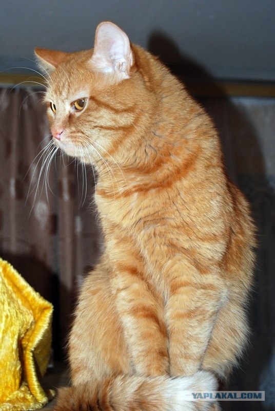 Котовторник 07.08.2012