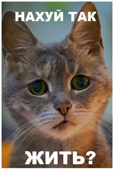 Котовторник 30.10.2012