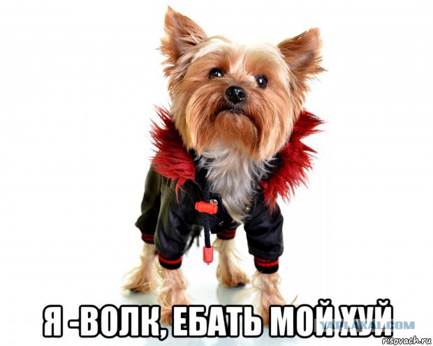 Якутский водитель Белаза подобрал щенка, который с ним прожил 6 месяцев, после чего выяснилось, что это волк