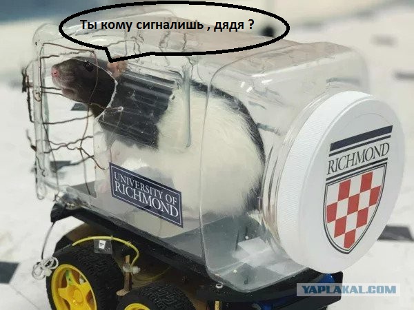 Учёные научили крыс водить маленькие машины