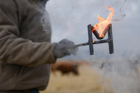 Гинцбург поддержал идею введения «ковидных паспортов»
