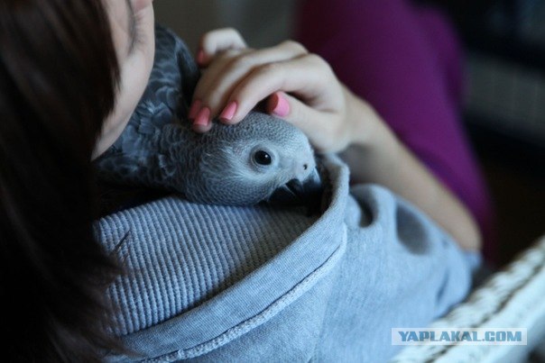 Попугай любит массаж