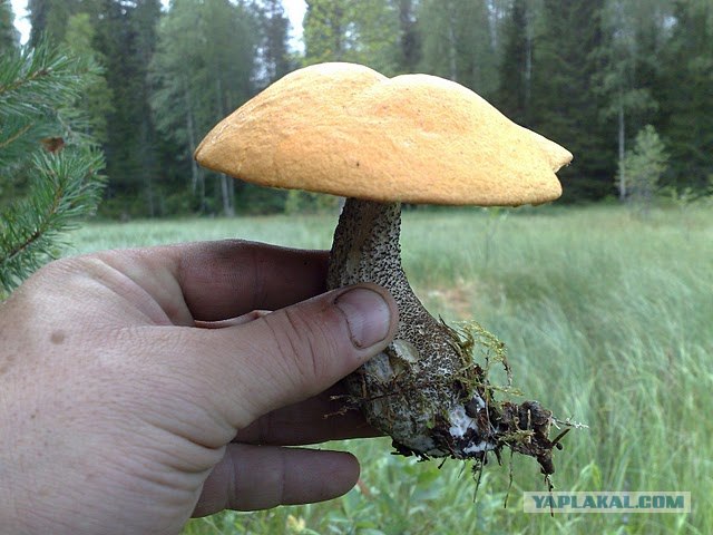 Моя Карелия