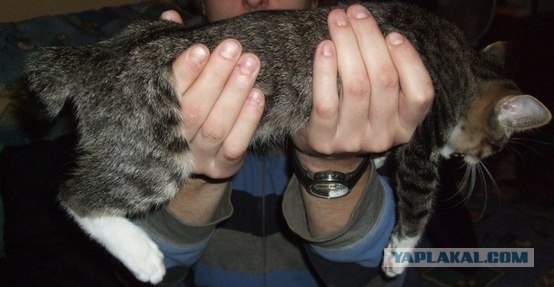 раздаю котят, налетай!