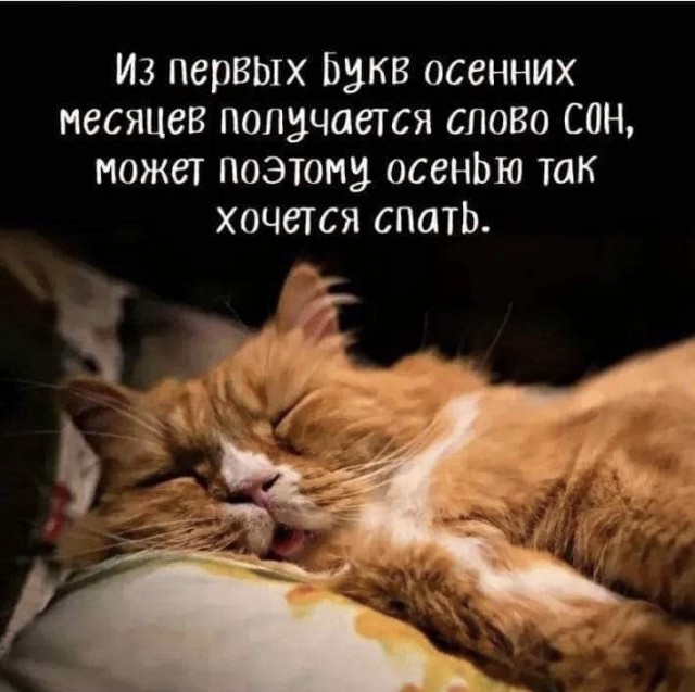 Весёлый полтишок 10.11.22
