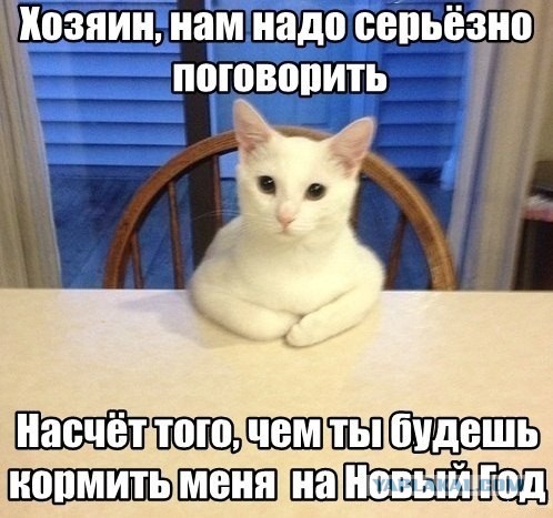 Котоюмор на ЯП. Веселые кото-картинки!
