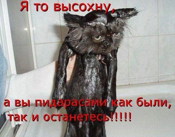 Пушок водоплавающий