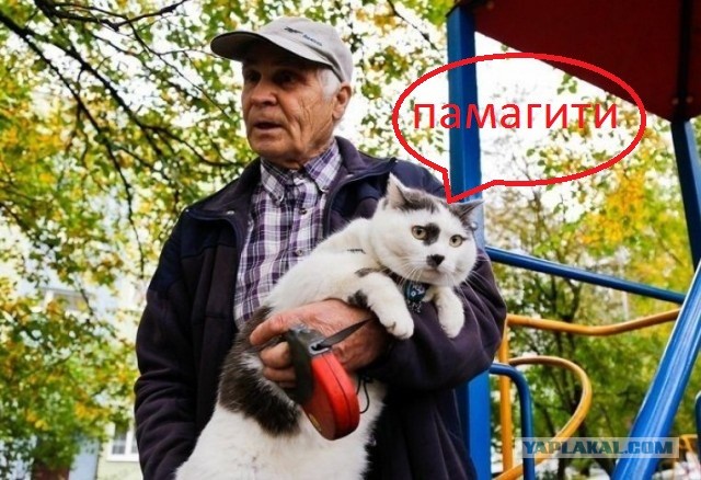 Лёва-феномен: степной кот-легкоатлет из Калининграда стал знаменитостью