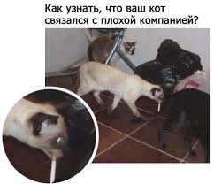 В Тольятти поймали кота-наркокурьера